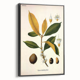 Botanical Art Print – Palquium Oblongifolium Plant Illustration