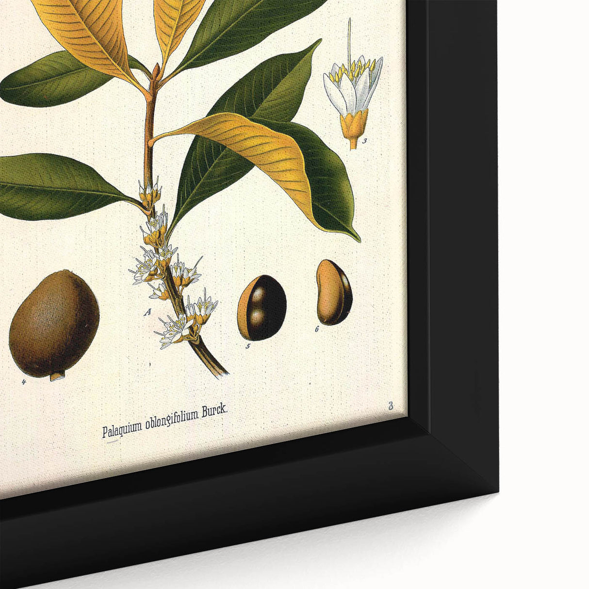 Botanical Art Print – Palquium Oblongifolium Plant Illustration