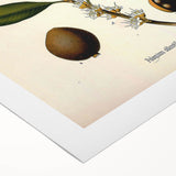 Botanical Art Print – Palquium Oblongifolium Plant Illustration