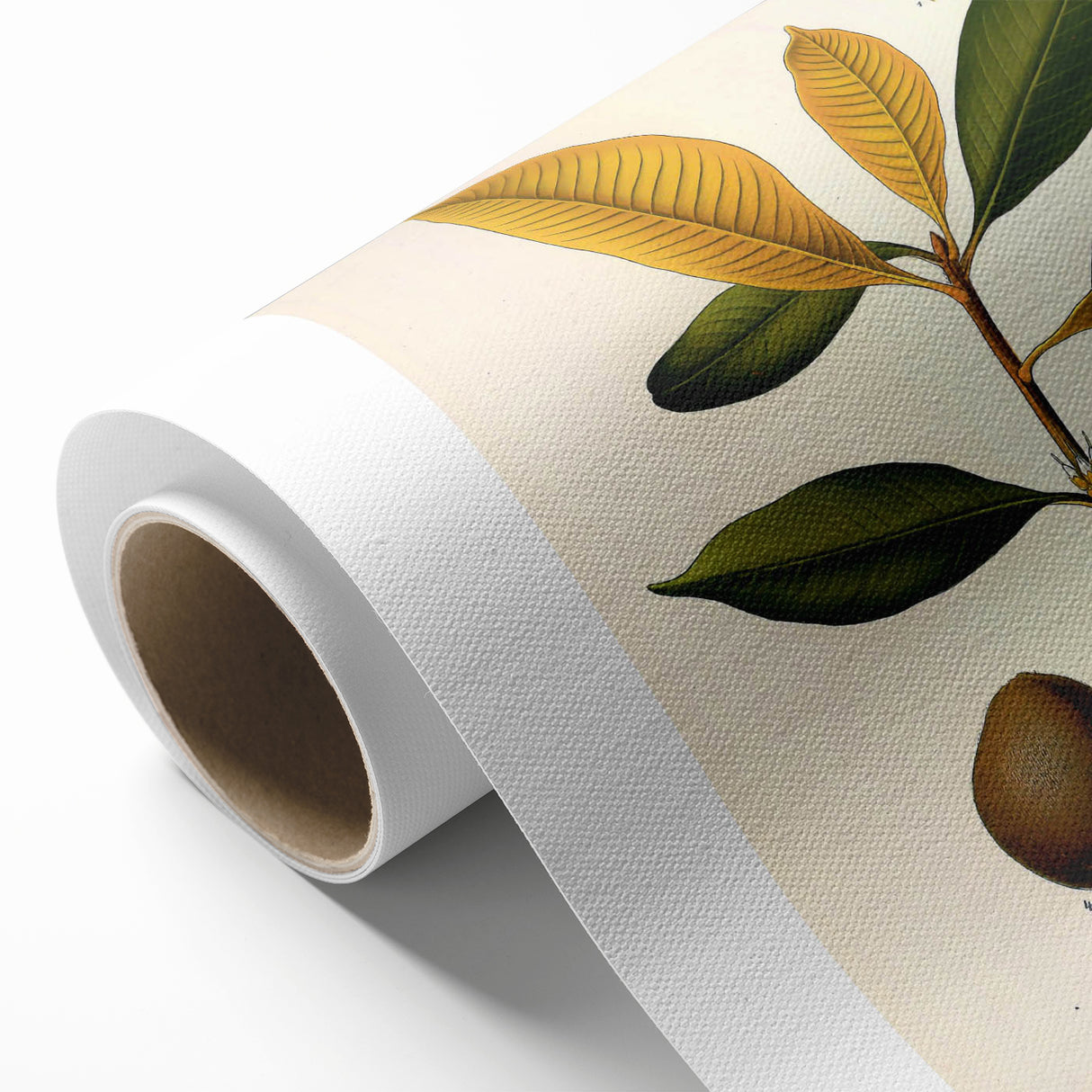 Botanical Art Print – Palquium Oblongifolium Plant Illustration
