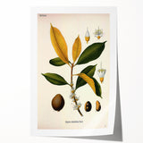 Botanical Art Print – Palquium Oblongifolium Plant Illustration