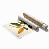 Botanical Art Print – Palquium Oblongifolium Plant Illustration