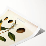 Botanical Art Print – Palquium Oblongifolium Plant Illustration