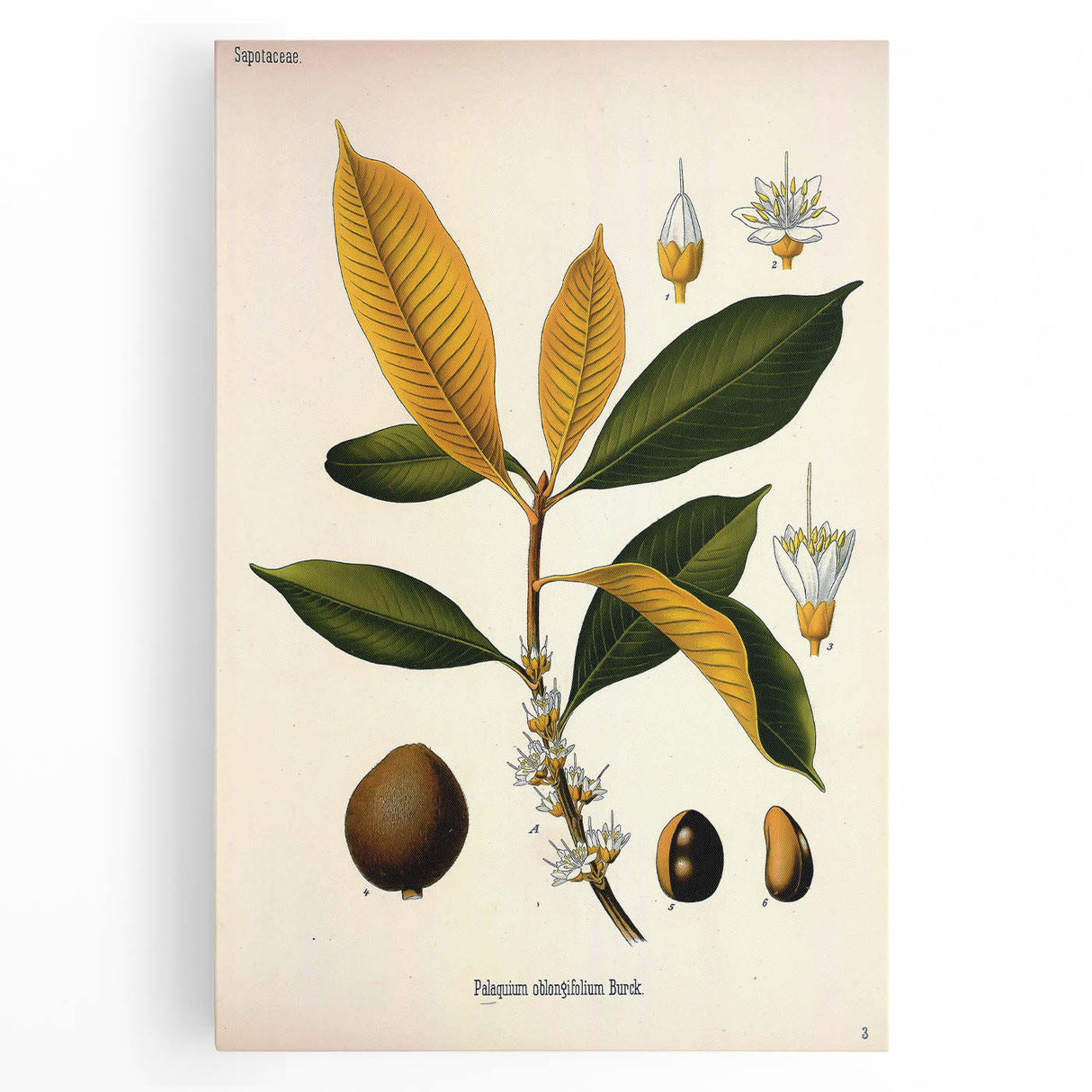 Botanical Art Print – Palquium Oblongifolium Plant Illustration