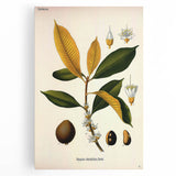 Botanical Art Print – Palquium Oblongifolium Plant Illustration