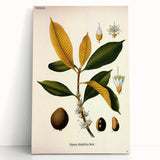 Botanical Art Print – Palquium Oblongifolium Plant Illustration