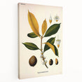 Botanical Art Print – Palquium Oblongifolium Plant Illustration