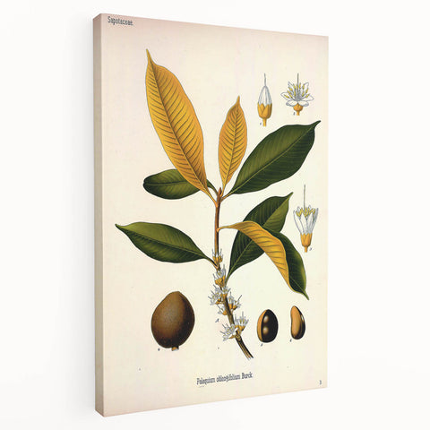 Botanical Art Print – Palquium Oblongifolium Plant Illustration