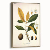 Botanical Art Print – Palquium Oblongifolium Plant Illustration