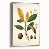 Botanical Art Print – Palquium Oblongifolium Plant Illustration