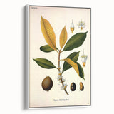 Botanical Art Print – Palquium Oblongifolium Plant Illustration