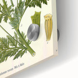 Vintage Botanical Art Print – Chrysanthemum Roseum Pink Flowers