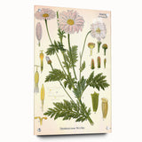 Vintage Botanical Art Print – Chrysanthemum Roseum Pink Flowers