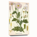 Vintage Botanical Art Print – Chrysanthemum Roseum Pink Flowers