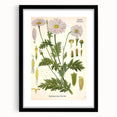 Vintage Botanical Art Print – Chrysanthemum Roseum Pink Flowers