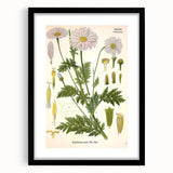 Vintage Botanical Art Print – Chrysanthemum Roseum Pink Flowers