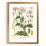 Vintage Botanical Art Print – Chrysanthemum Roseum Pink Flowers