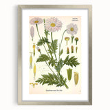 Vintage Botanical Art Print – Chrysanthemum Roseum Pink Flowers