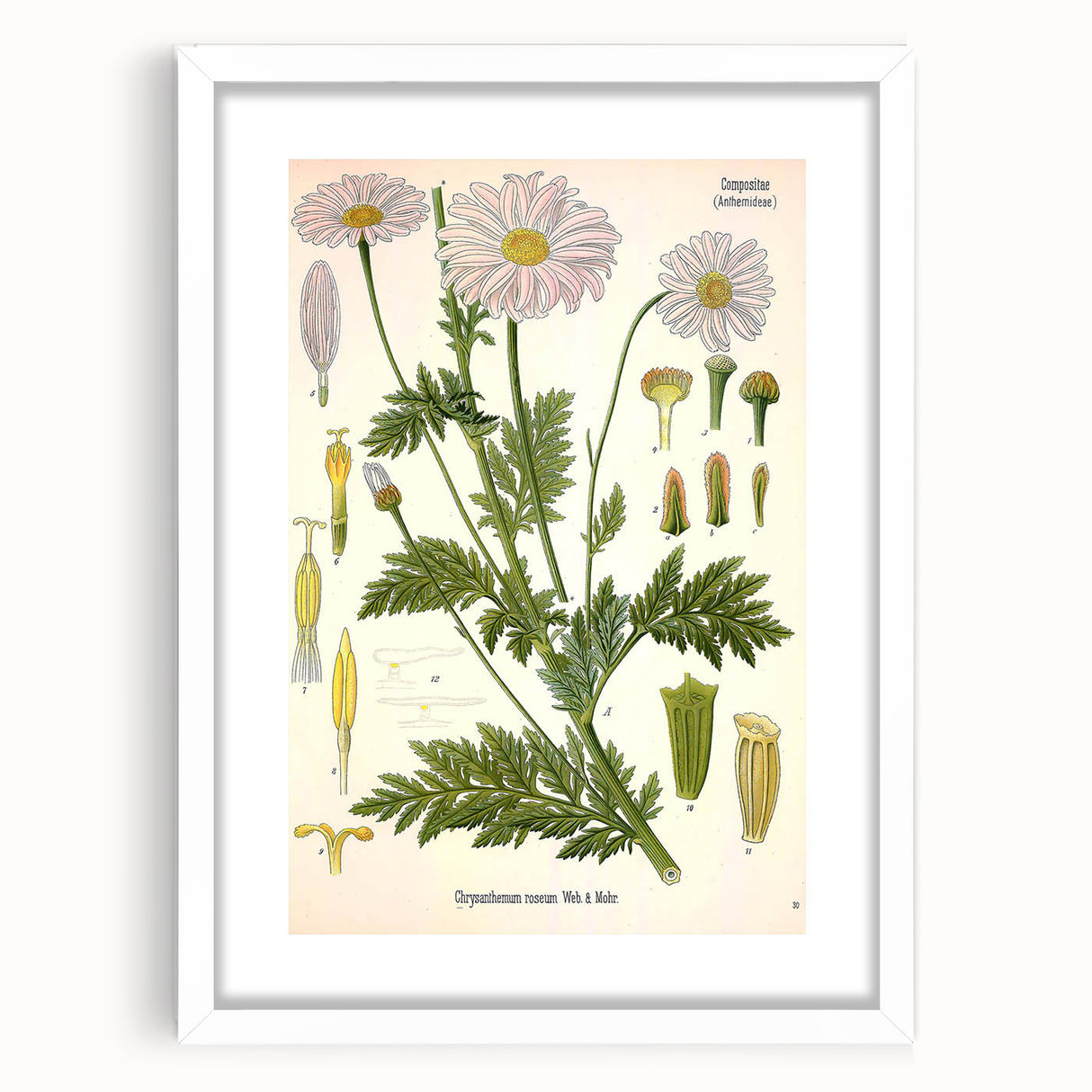 Vintage Botanical Art Print – Chrysanthemum Roseum Pink Flowers