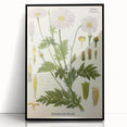 Vintage Botanical Art Print – Chrysanthemum Roseum Pink Flowers
