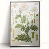 Vintage Botanical Art Print – Chrysanthemum Roseum Pink Flowers
