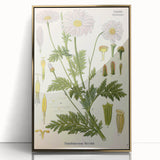 Vintage Botanical Art Print – Chrysanthemum Roseum Pink Flowers