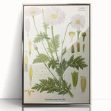 Vintage Botanical Art Print – Chrysanthemum Roseum Pink Flowers