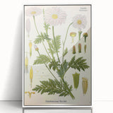 Vintage Botanical Art Print – Chrysanthemum Roseum Pink Flowers