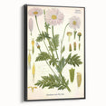 Vintage Botanical Art Print – Chrysanthemum Roseum Pink Flowers