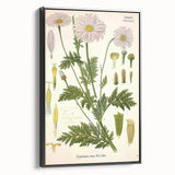 Vintage Botanical Art Print – Chrysanthemum Roseum Pink Flowers