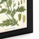 Vintage Botanical Art Print – Chrysanthemum Roseum Pink Flowers