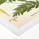 Vintage Botanical Art Print – Chrysanthemum Roseum Pink Flowers