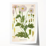 Vintage Botanical Art Print – Chrysanthemum Roseum Pink Flowers