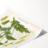 Vintage Botanical Art Print – Chrysanthemum Roseum Pink Flowers