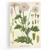 Vintage Botanical Art Print – Chrysanthemum Roseum Pink Flowers