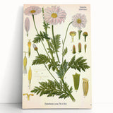 Vintage Botanical Art Print – Chrysanthemum Roseum Pink Flowers