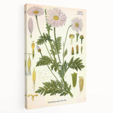 Vintage Botanical Art Print – Chrysanthemum Roseum Pink Flowers