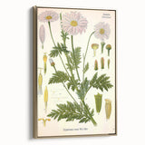 Vintage Botanical Art Print – Chrysanthemum Roseum Pink Flowers
