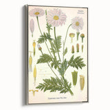 Vintage Botanical Art Print – Chrysanthemum Roseum Pink Flowers