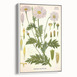 Vintage Botanical Art Print – Chrysanthemum Roseum Pink Flowers