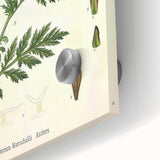 Vintage Botanical Art Print – Chrysanthemum Marschalii Red Flowers