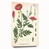 Vintage Botanical Art Print – Chrysanthemum Marschalii Red Flowers