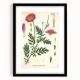 Vintage Botanical Art Print – Chrysanthemum Marschalii Red Flowers