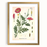 Vintage Botanical Art Print – Chrysanthemum Marschalii Red Flowers