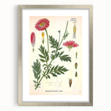 Vintage Botanical Art Print – Chrysanthemum Marschalii Red Flowers