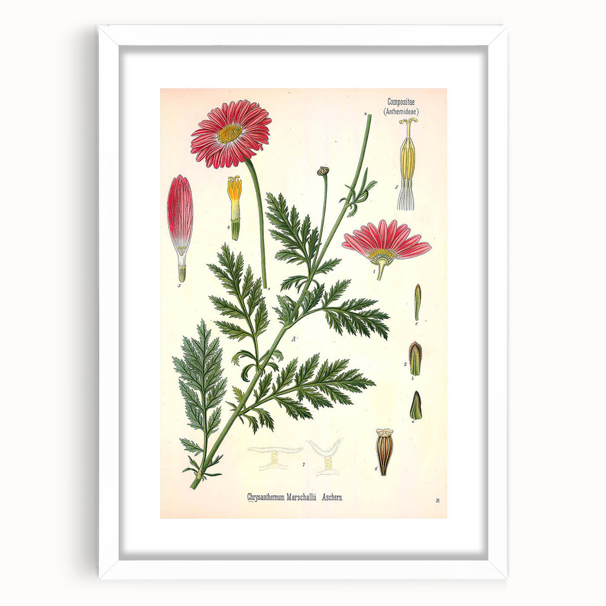 Vintage Botanical Art Print – Chrysanthemum Marschalii Red Flowers