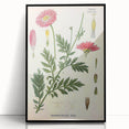 Vintage Botanical Art Print – Chrysanthemum Marschalii Red Flowers