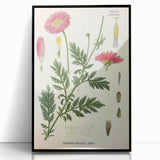 Vintage Botanical Art Print – Chrysanthemum Marschalii Red Flowers
