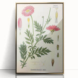 Vintage Botanical Art Print – Chrysanthemum Marschalii Red Flowers