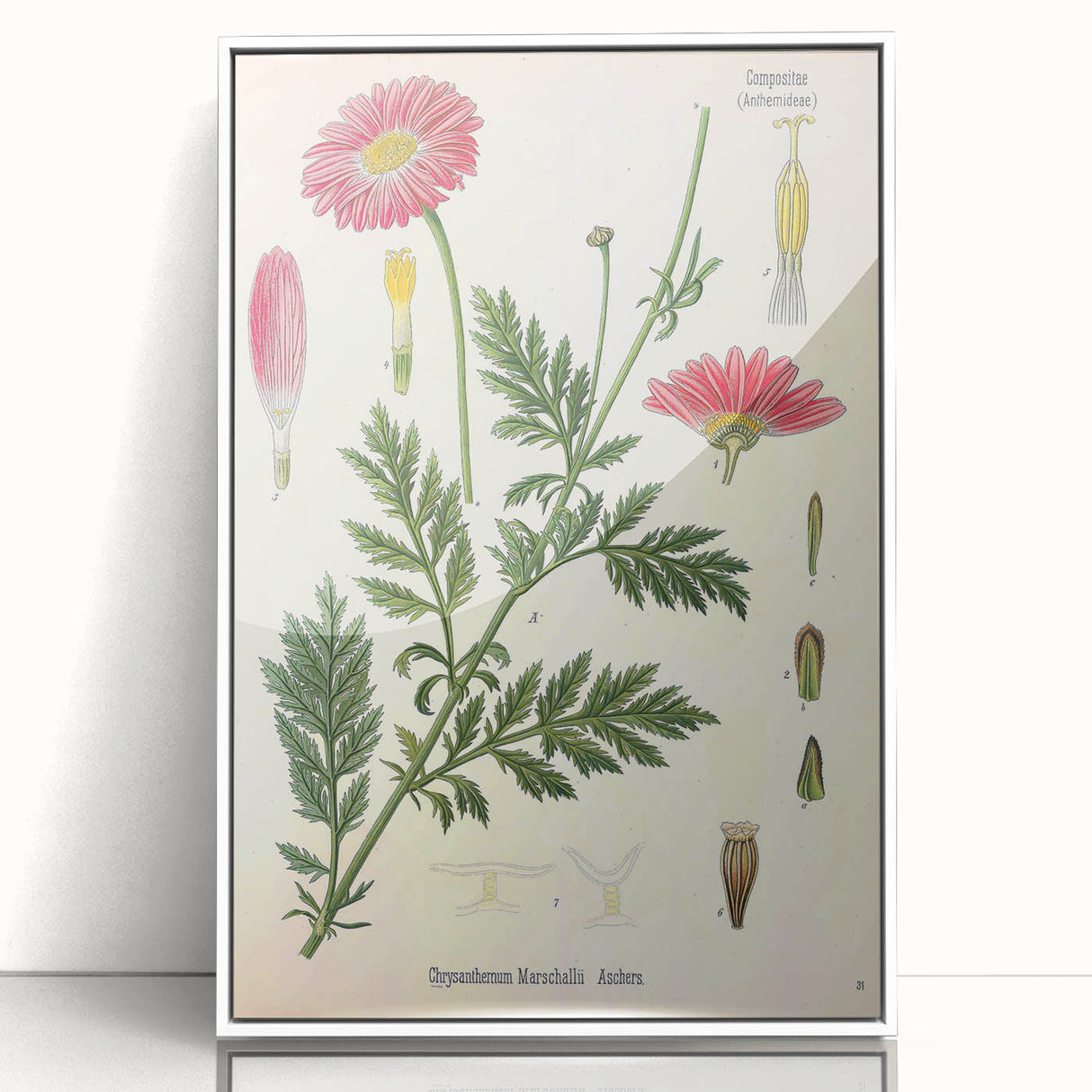 Vintage Botanical Art Print – Chrysanthemum Marschalii Red Flowers